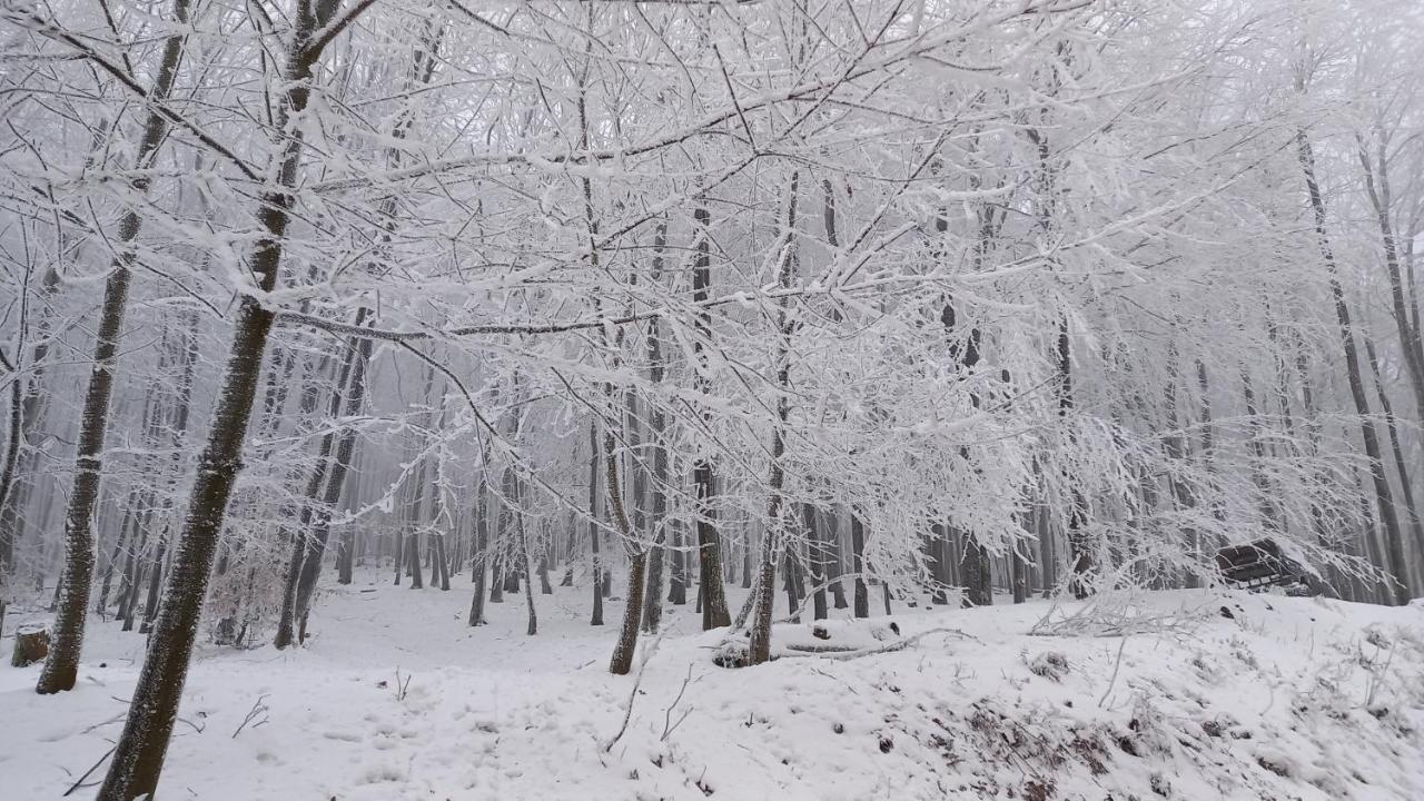Chata Korenny Vrch Pezinska Baba Pezinok Exteriör bild